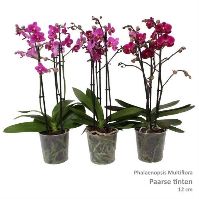 Phalaenopsis Multi. purple