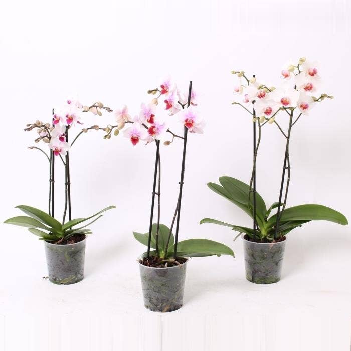Phalaenopsis Multi. Red lip
