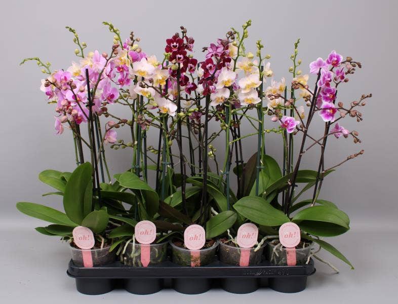 Phalaenopsis Multi. Supreme