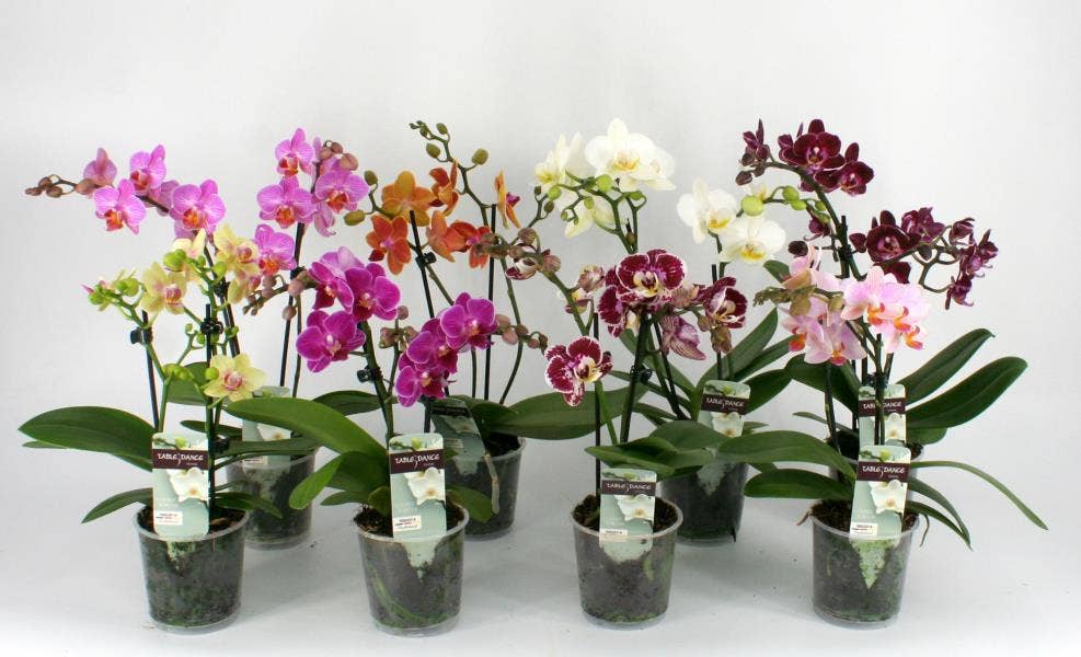 Phalaenopsis Multi 'Table Dance'
