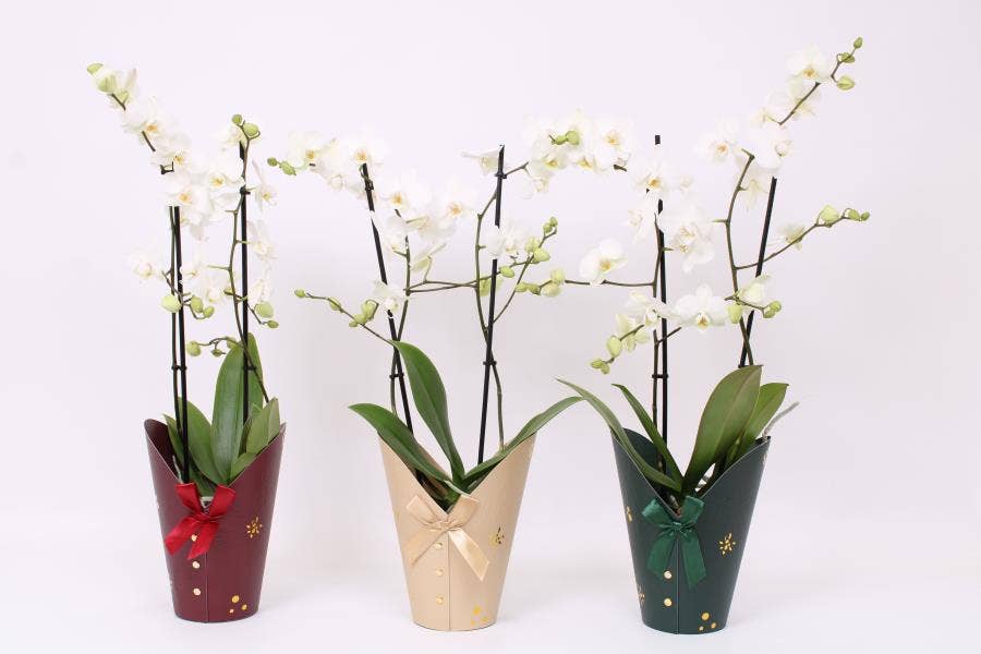 Phalaenopsis Multi. White in Venice potcover x-mas