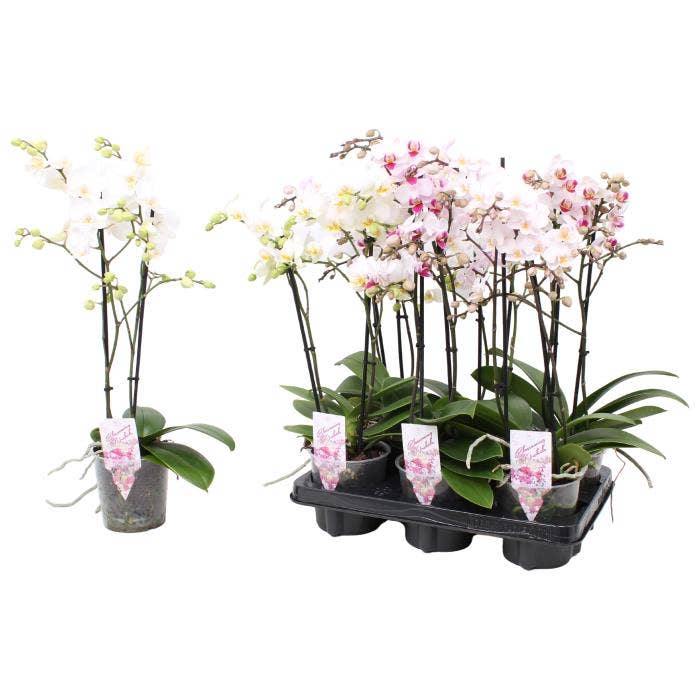 Phalaenopsis Multi. white