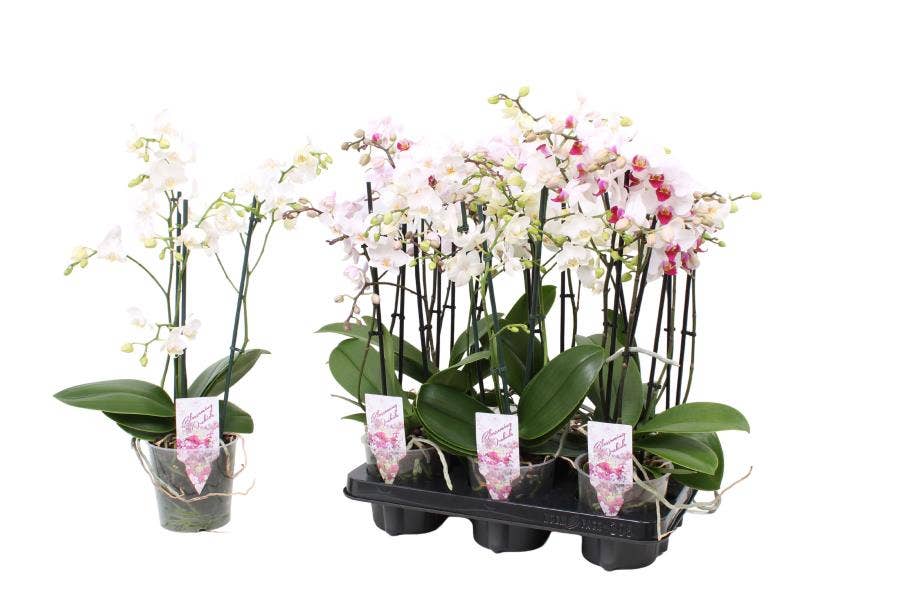 Phalaenopsis Multi. white