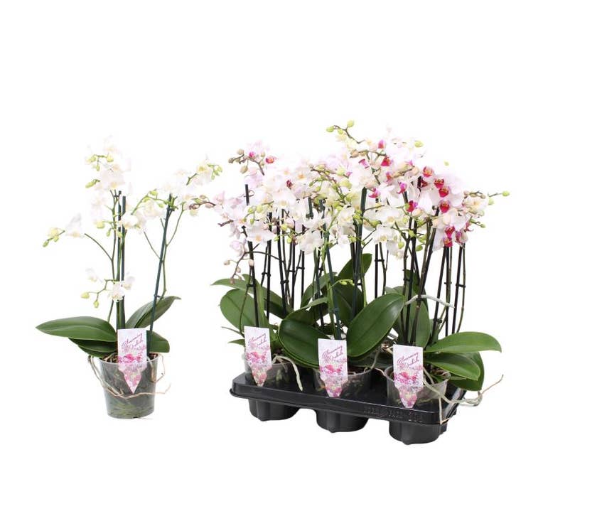 Phalaenopsis Multi. white