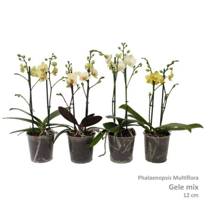 Phalaenopsis Multi. yellow