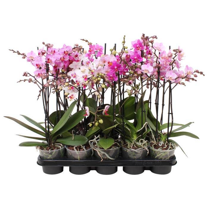 Phalaenopsis Multi.
