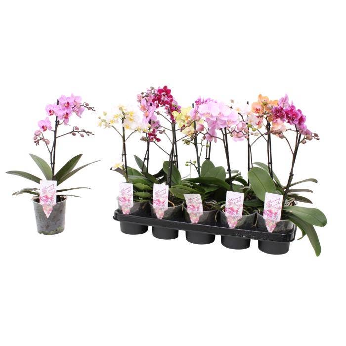 Phalaenopsis Multi.