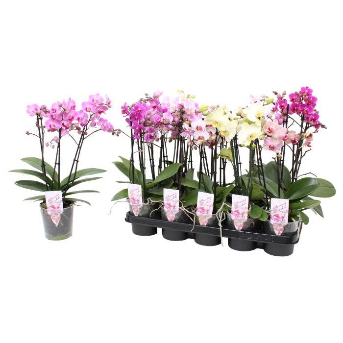 Phalaenopsis Multi.