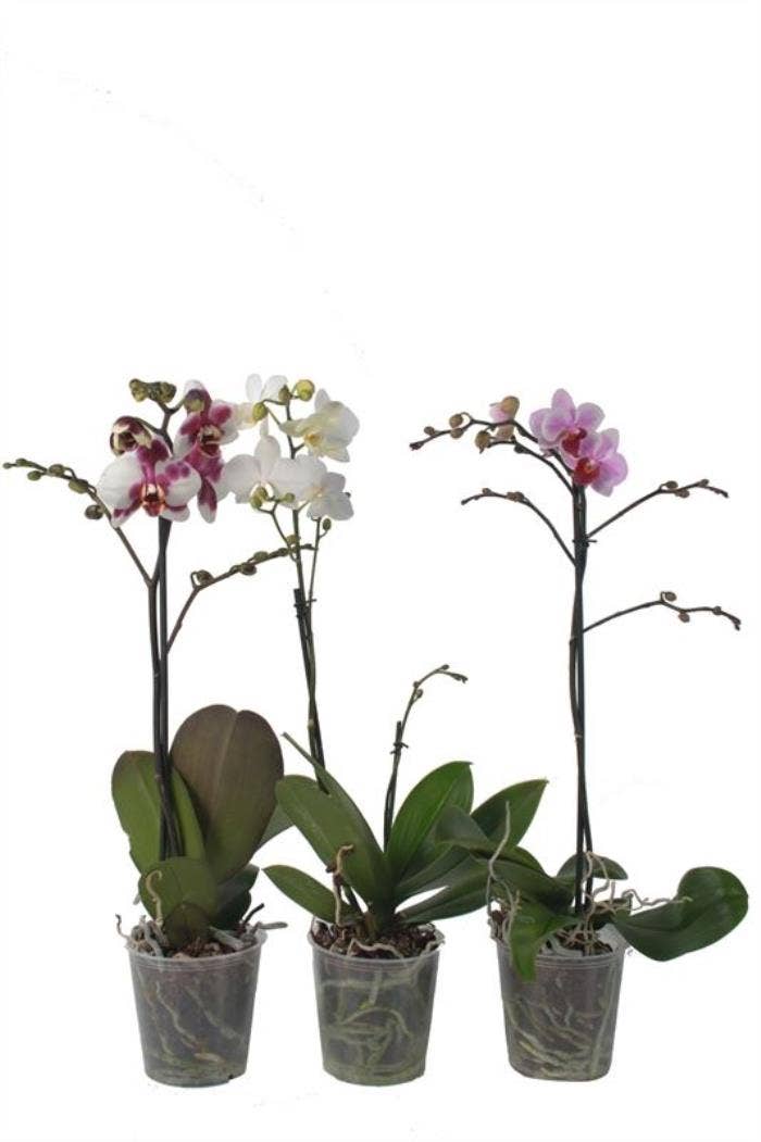 Phalaenopsis Multiflora 