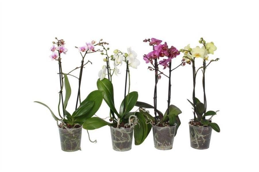 Phalaenopsis Multiflora