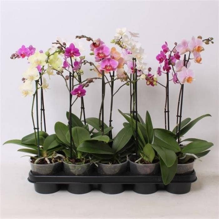 Phalaenopsis Multiflora