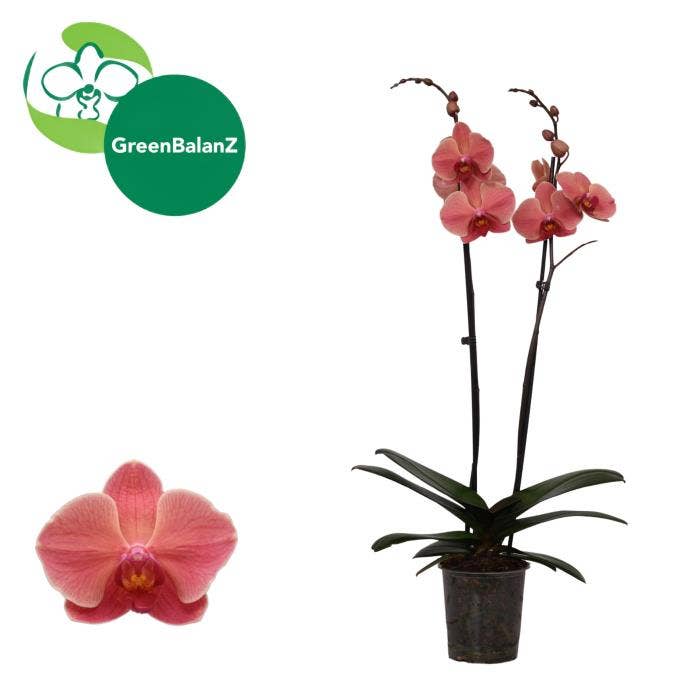 Phalaenopsis Narbonne