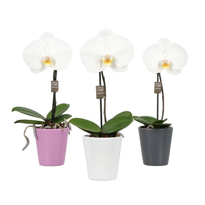 Phalaenopsis One White in Donna