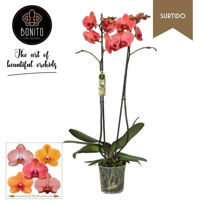 Phalaenopsis orange