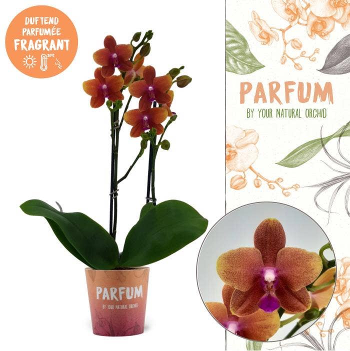 Phalaenopsis Parfum