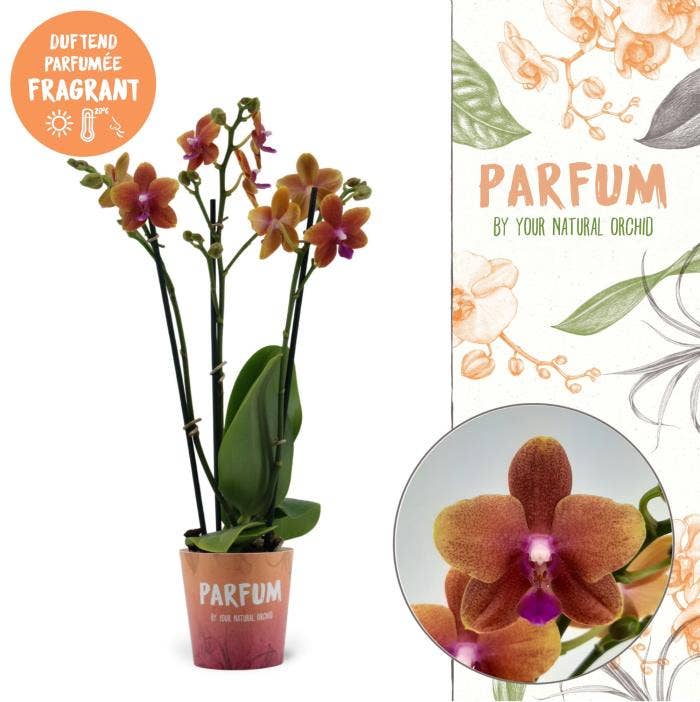 Phalaenopsis Parfum