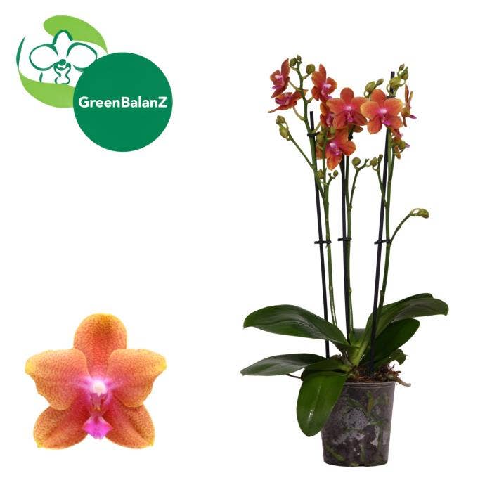 Phalaenopsis Perfíum Bolgheri