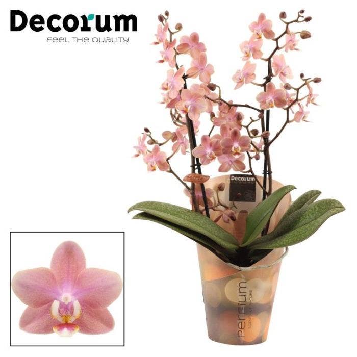 Phalaenopsis Perfíum Odorion
