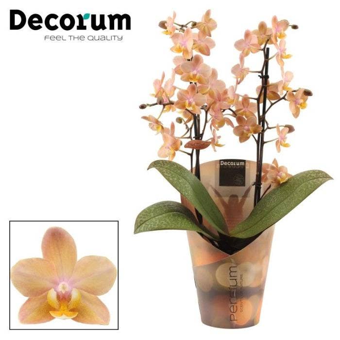 Phalaenopsis Perfíum Scention