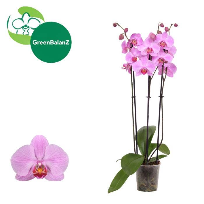 Phalaenopsis Pittsburgh