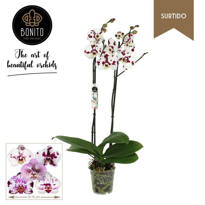 Phalaenopsis polkadot  (premium)
