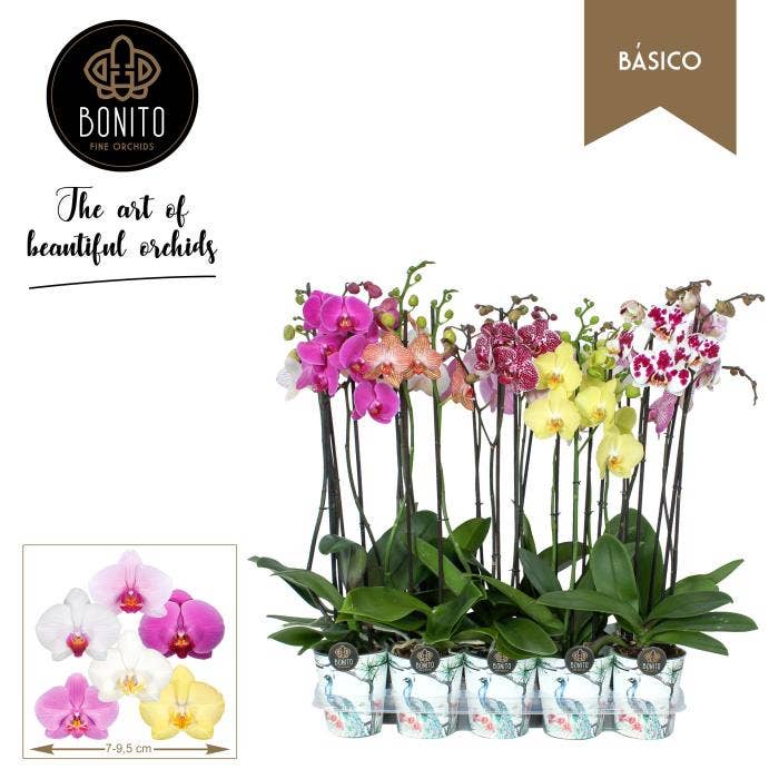 Phalaenopsis (premium) in Oro potcover