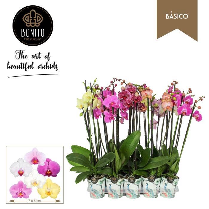 Phalaenopsis (premium) in Oro potcover