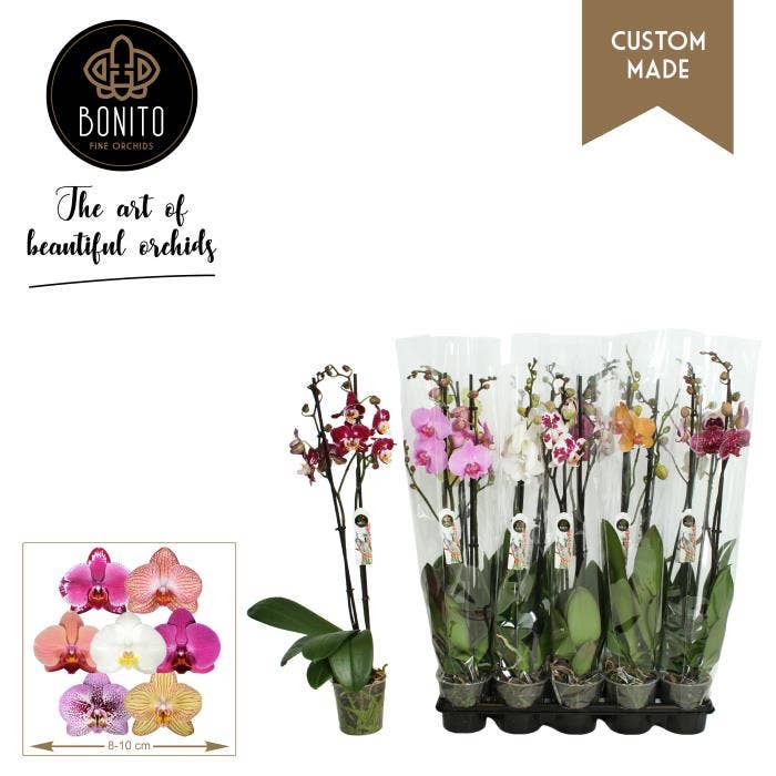Phalaenopsis  (premium)