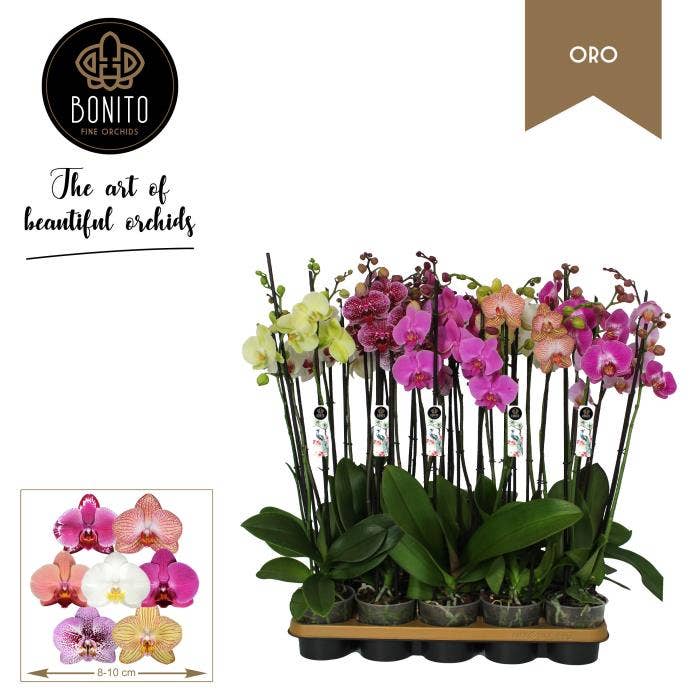 Phalaenopsis  (premium)