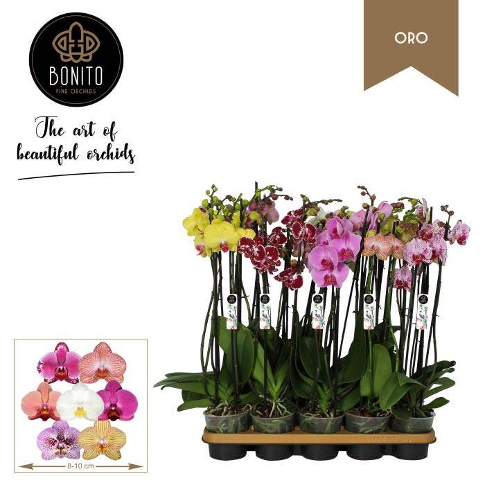 Phalaenopsis  (premium)