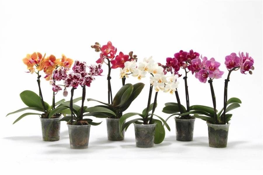 Phalaenopsis (premium)
