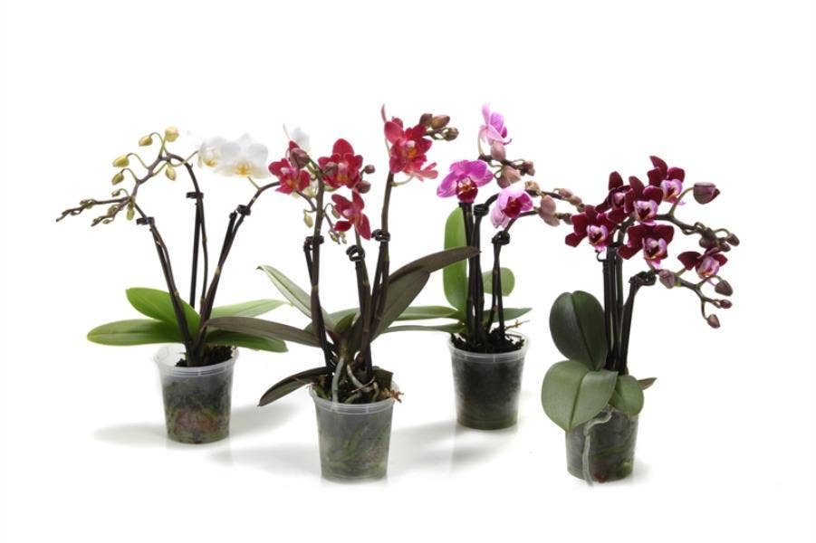 Phalaenopsis (premium)