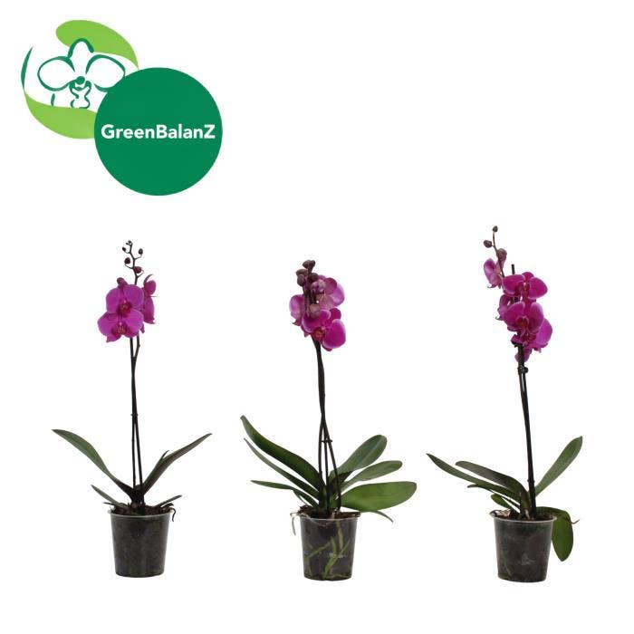 Phalaenopsis Purple