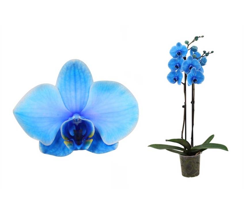 Phalaenopsis Royal Blue