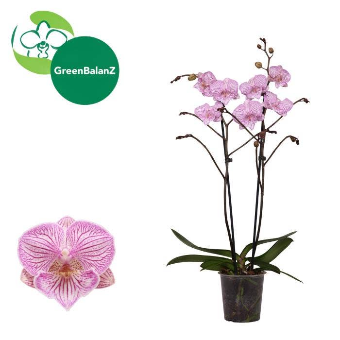 Phalaenopsis Royal Tiny Kizz