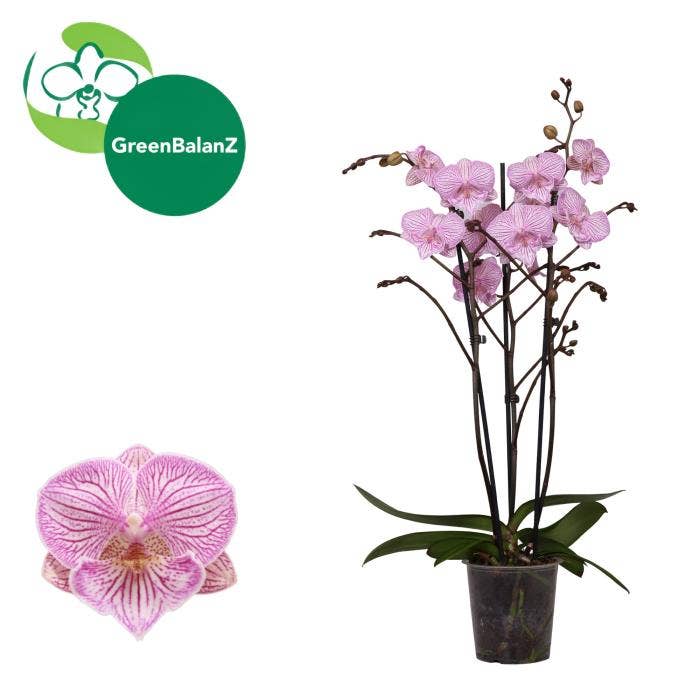 Phalaenopsis Royal Tiny Kizz