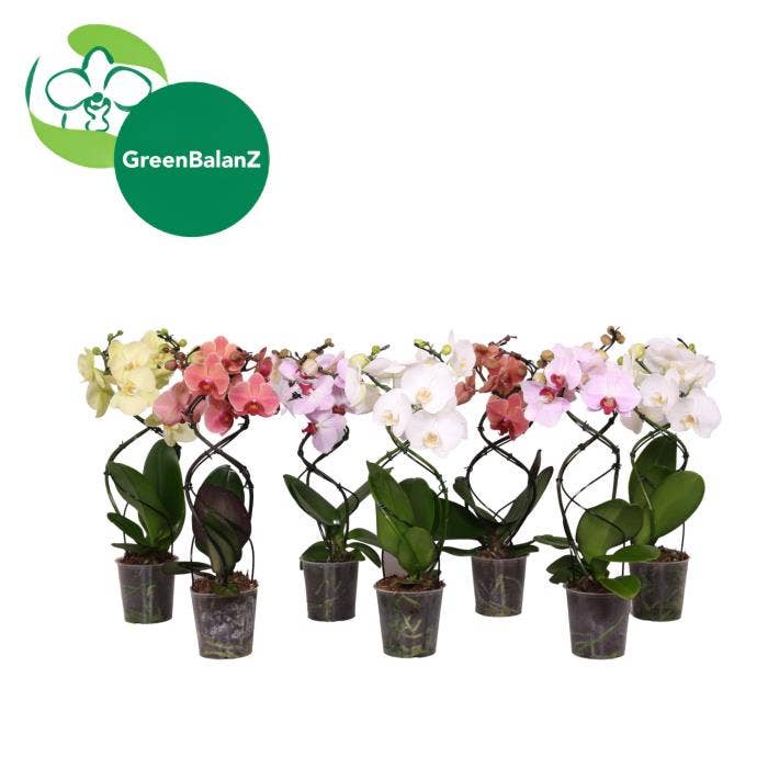 Phalaenopsis shapes TwisterZ