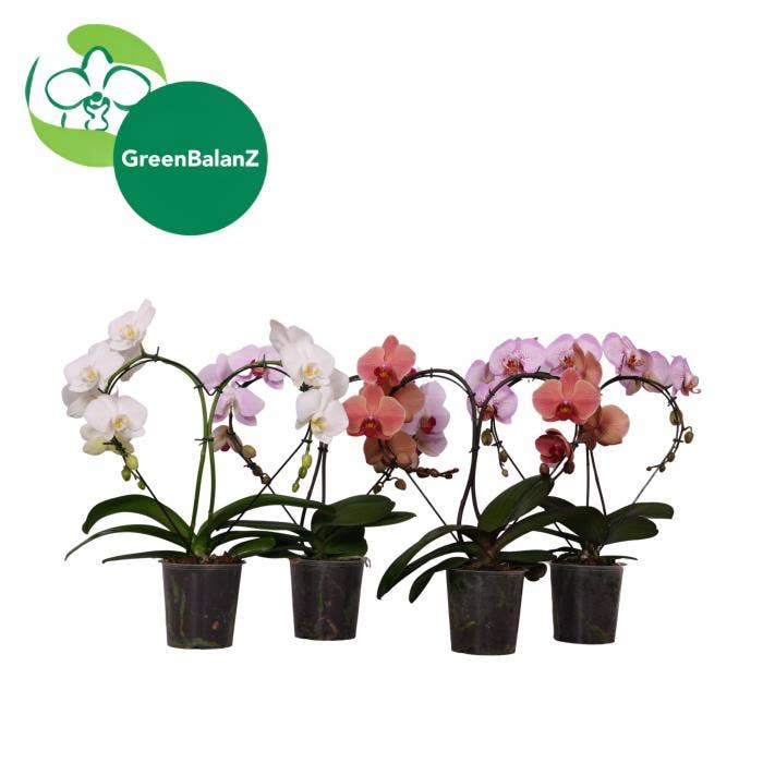 Phalaenopsis ShapeZ - Mix 2-stem