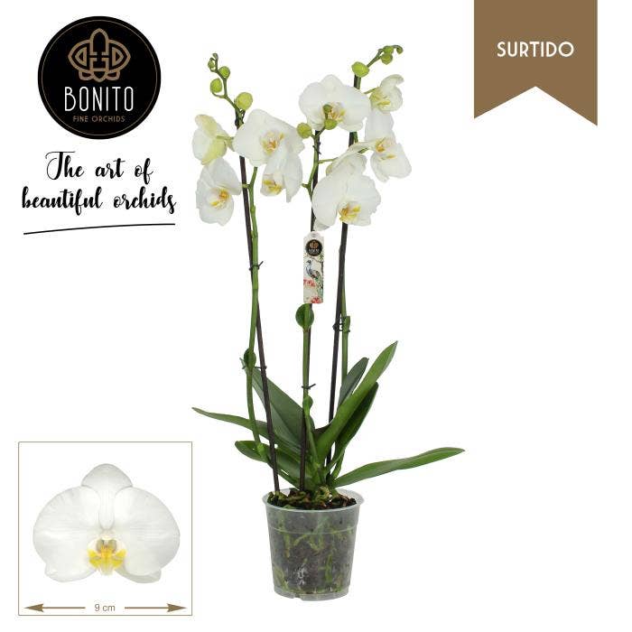Phalaenopsis Surtido - Nottingham