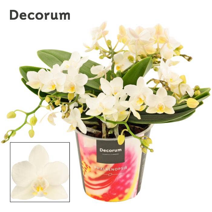 Phalaenopsis Table Whitney 
