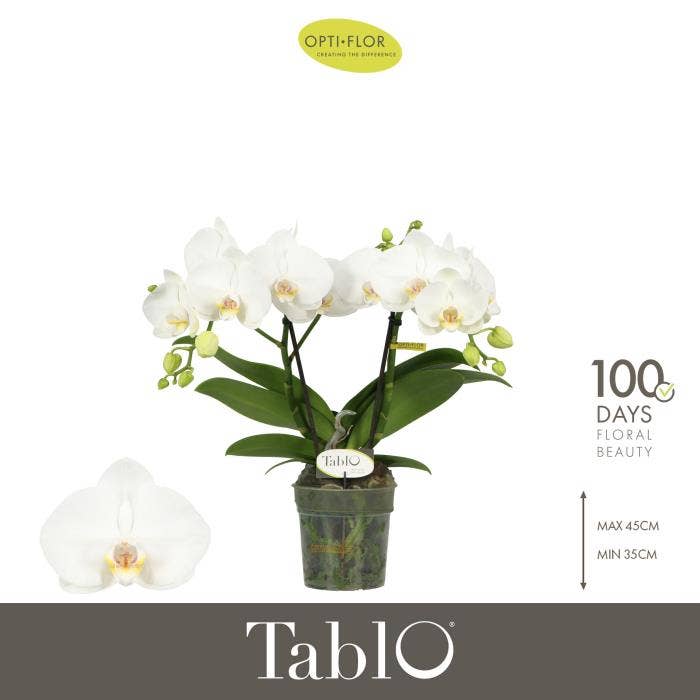 Phalaenopsis Tablo Champagne