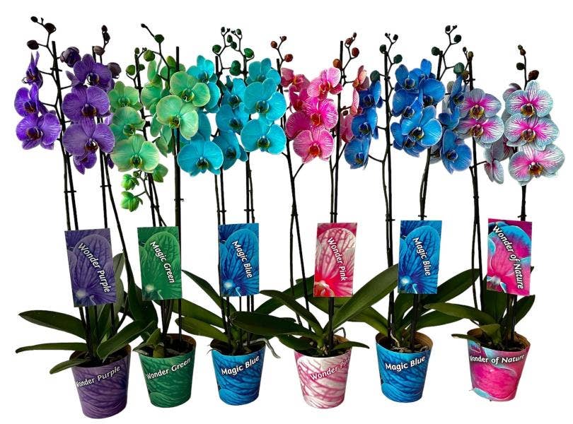 Phalaenopsis TST Magic Colors 2-stem