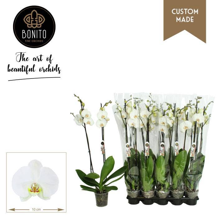 Phalaenopsis white (premium)