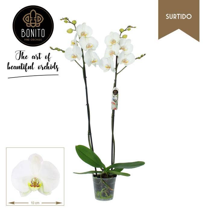 Indoor plants - Products | Green Solutions