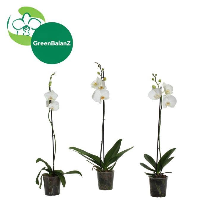Phalaenopsis White
