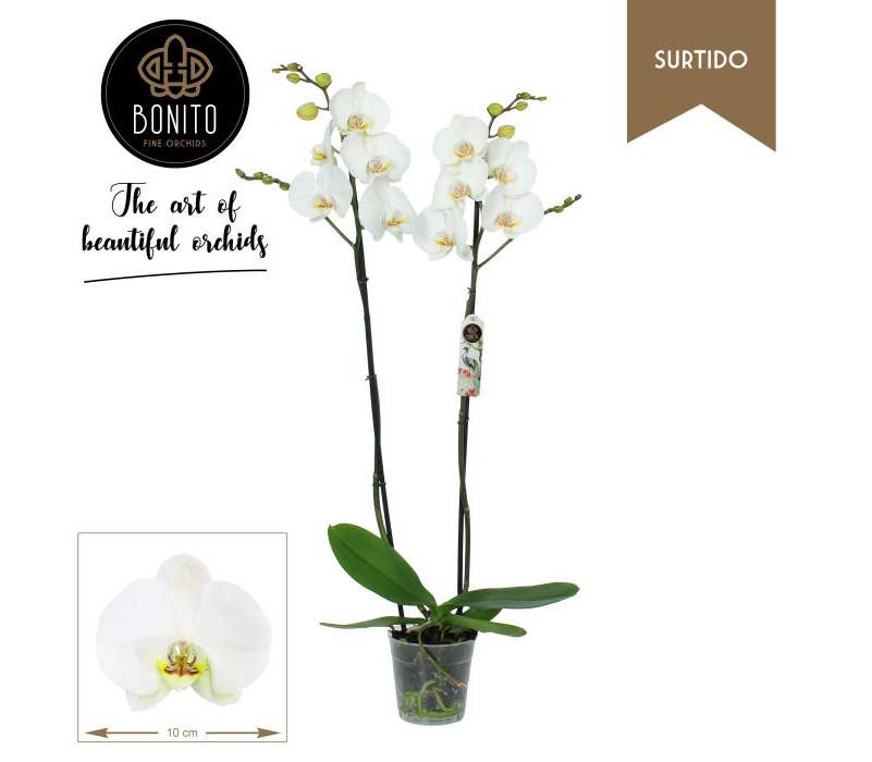 Phalaenopsis white