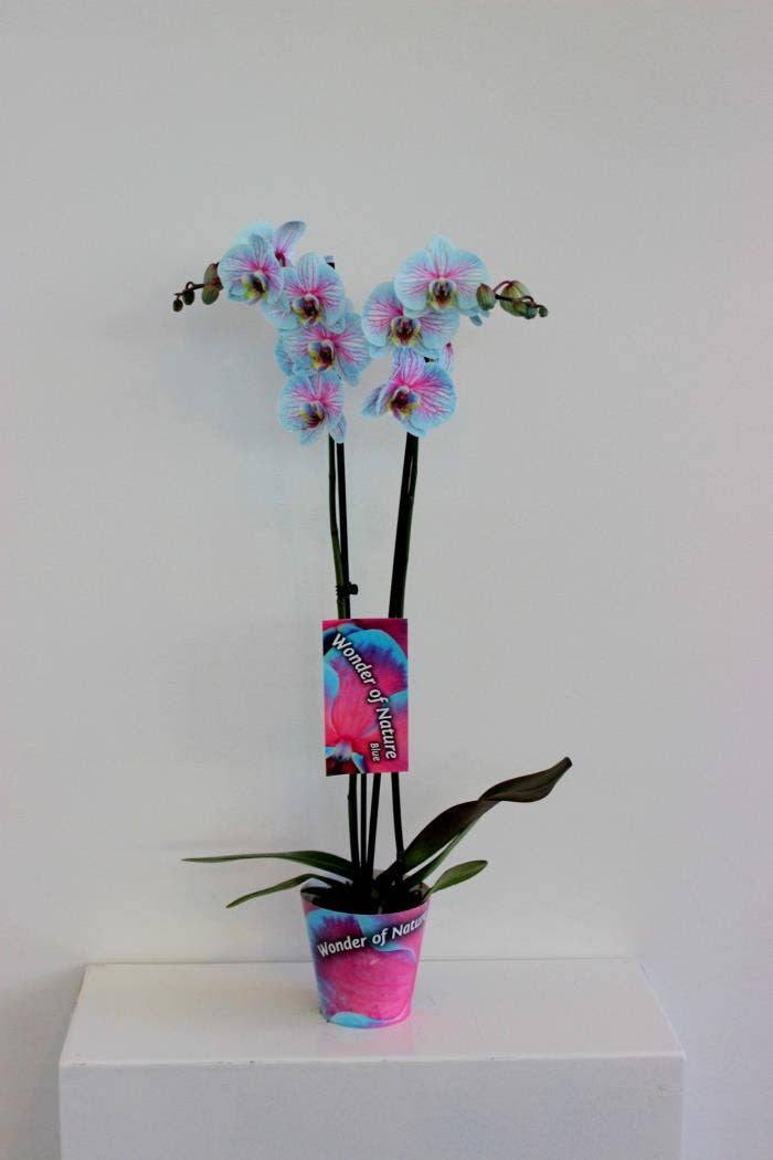 Phalaenopsis Wonder of Nature 2-stem