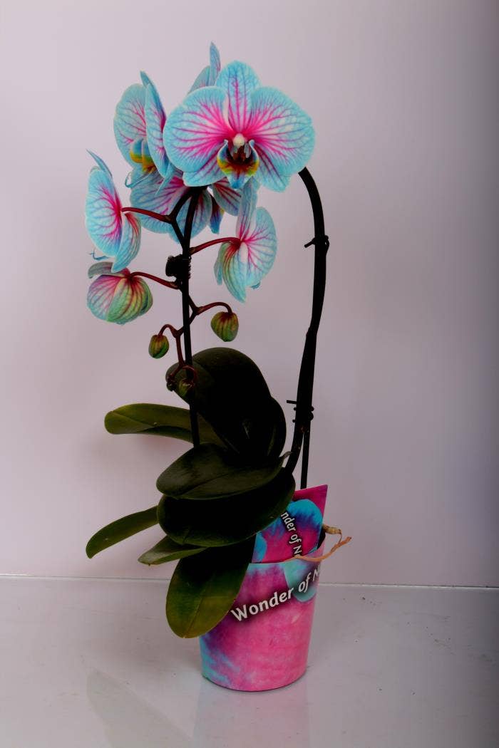 Phalaenopsis Wonder of Nature Cascade