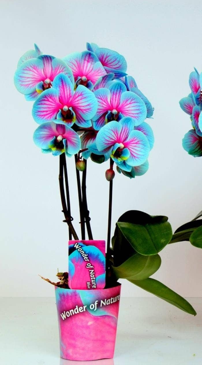 Phalaenopsis Wonder of Nature Cascade