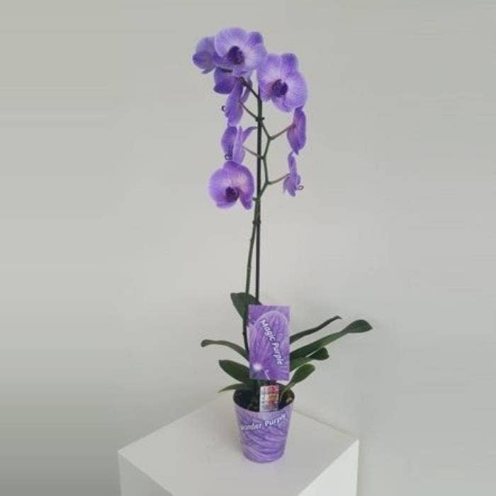 Phalaenopsis Wonder Purple 1-stem